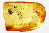 Detailed Fossil Aphid (Aphidoidea) & Ant (Formicidae) in Baltic Amber #335827-1